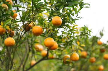 orange tree with fruits