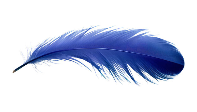Fototapeta blue feather isolated on transparent background cutout