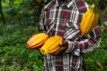 Close-up of cocoa pods freshly harvested by a farmer in the plantation