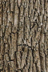 Background, texture of brown tree bark. Nature photography, abstraction, close-up.