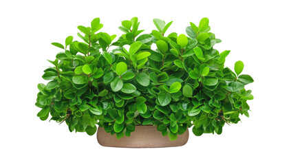 Obraz premium plant in a pot isolated on transparent background cutout