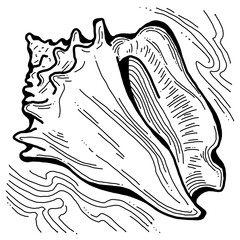 Sea shell natural beauty from ocean beach treasure collection. Summer time vacation mood. Aquarium exotic tropical decoration. Hand drawn illustration. Line drawing.