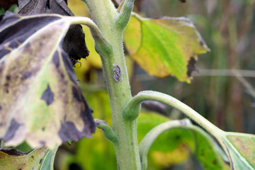 Symptoms of disease and infection on a sunflower plant.
