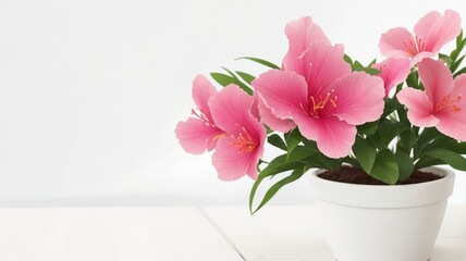 pink tulips in a pot