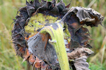 Symptoms of disease and infection on a sunflower plant.