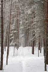 Picturesque winter landscape. A narrow path in snowdrifts winds between trees with frost-covered branches in a pine forest.