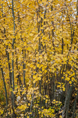 Fototapeta premium Background, texture of yellow leaves of an aspen tree in a forest in nature.