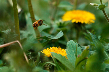 Macro, close-up of a bee collecting pollen on the dragon's tooth flower during pollination time