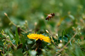 Macro, close-up of a bee collecting pollen on the dragon's tooth flower during pollination time