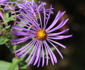 Fototapeta premium Close-up of a New England Aster (Symphyotrichum novae-angliae) flower showing the long purple ray florets and the yellow disc florets at the center of the flower. 