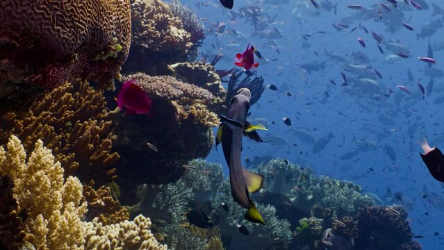 A longfin Batfish and Lyretail Anthias swim amongst colourful corals on the Great Barrier Reef