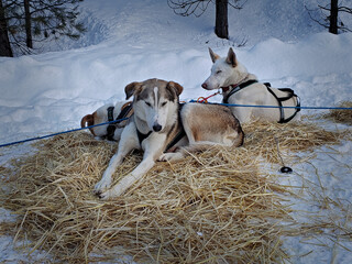 Sled dogs sleeping at the end of the day