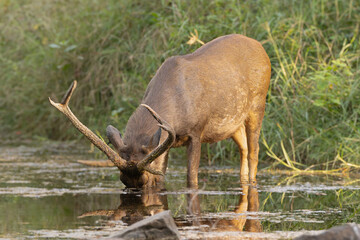 Sambar - Rusa unicolor buck standing in water and eating water grass at green background. Photo from Ranthambore National Park, Rajasthan, India.