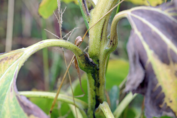 Sunflower plant infected with pathogenic bacteria - Bacterial stalk rot Pectobacterium carotovorum,...