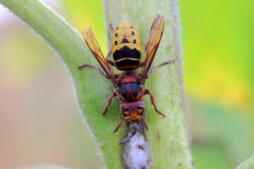 A hornet licking juice leaking from a sunflower plant infected with pathogenic bacteria - Bacterial stalk rot Pectobacterium carotovorum, subsp. carotovorum and P. atrosepticum .