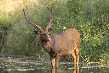 Sambar - Rusa unicolor buck standing in water at green background. Photo from Ranthambore National Park, Rajasthan, India.