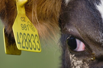 Close-up photo of cow, eye detail. Her ear tag is reflected on her eye. Funny animal photo. Small farm in Czech republic.