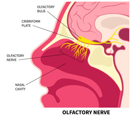 Olfactory nerve and Nasal cavity anatomy with loss of smell and scents in medical