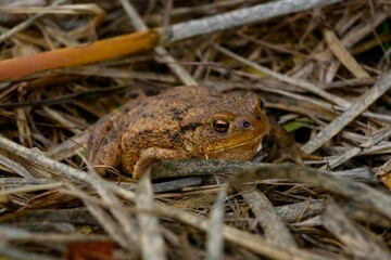 Close-up image of a toad resting among the reeds