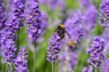 Fototapeten Bumblebee on purple lavender flower in the meadow © Marcin Rogozinski