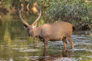 Sambar  - Rusa unicolor bull standing in water and eating water grass at green background. Photo from Ranthambore National Park, Rajasthan, India.
