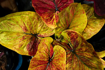 Close up- red,yellow and green leaves of exotic Caladium plant, leaves decoration. beautiful pattern, trees wallpaper, foliage green background and texture, natural garden fresh green plant.