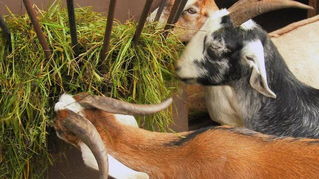 October 4, 2023 Russia, Kaliningrad, Kaliningrad Zoo, goats chew grass from feeders. Overall plan.