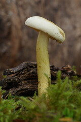 Pilz im herbstlichen Wald