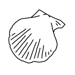 Sea shell natural beauty from ocean beach treasure collection. Summer time vacation mood. Aquarium exotic tropical decoration. Hand drawn illustration. Line drawing.