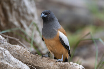 Rufous treepie - Dendrocitta vagabunda on stone with green background. Photo from Ranthambore National Park, Rajasthan, India.