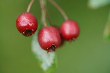 Rote Frucht des Weißdorn, Crateagus