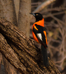 orange oriole bird in the woods