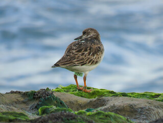 bird on the rocks at the shoreline