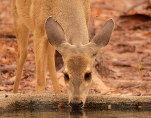 deer drinking water in the woods