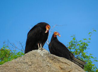 turkey vultures sitting in a rock