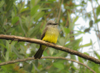 yellow flycatcher sitting on a branch