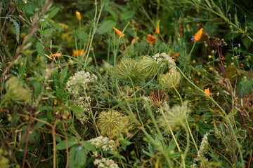 Details einer Blumenwiese im Herbst nach Regenschauer