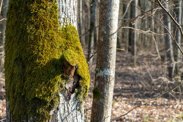 A mossy tree trunk close-up in a diverse forest landscape during the vibrant spring season....