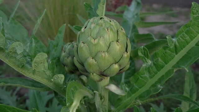 Agriculture. Organic goods. Closeup view of artichoke plant, Cynara cardunculus, edible raw fruit and green leaves.