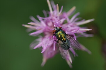 Fliege auf einer Distel, grün und lila