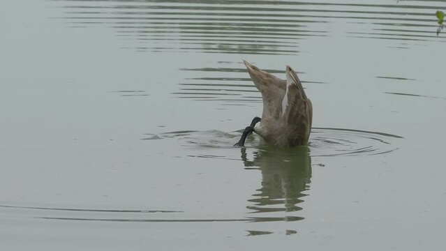 Mute Swan in natural ambient, young (Cygnus olor) - (4K)