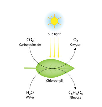 Photosynthesis, photosynthesis formula, Biology Education. Calvin cycle. Vector illustration.