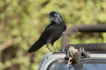 Indian jungle crow - Corvus culminatus on the roof of safari jeep with green background. Photo from Ranthambore National Park, Rajasthan, India.