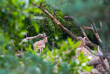 Two Barbary Sheep are standing on rocks in the forest