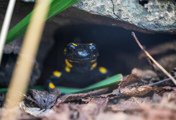 Black and yellow Spotted Salamander peeks out of a hole.