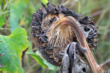 ​​​​​​​​​​​Sclerotinia sclerotiorum Diseases of Sunflower​ (White mold). Sclerotinia head rot.