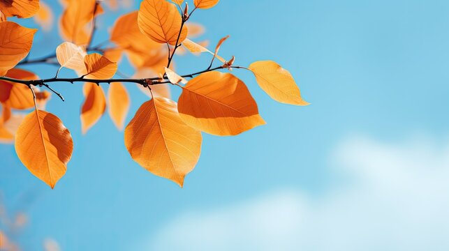 Beautiful natural autumn background with orange autumn leaves against the blue sky