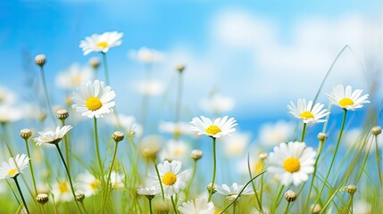 Flowers daisies in summer spring meadow with a blue sky background. Beautiful spring landscape