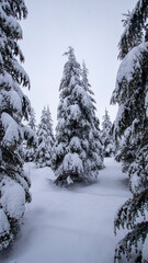 snow covered trees in winter