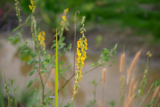Crotalaria spectabilis, or showy rattlebox or showy rattlepod, is a flowering plant in the pea family.